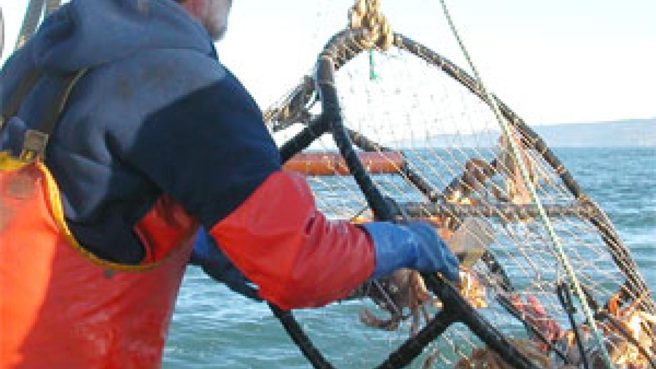 Photo: Man hauling crabs up in a basket