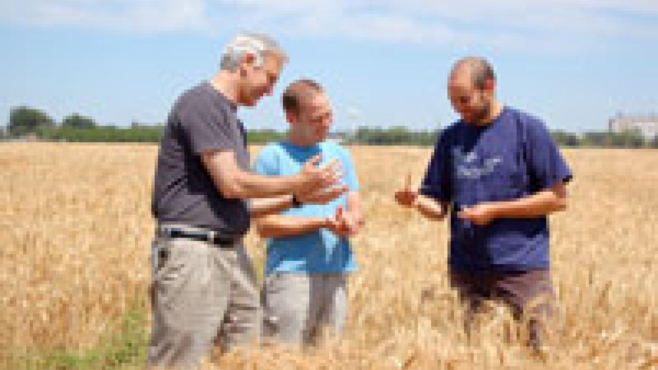 Professor Jorge Dubcovsky, left, Assaf Distelfeld, center, and Cristobal Uauy assess their wheat project. Distelfeld formerly worked on the project long-distance from Israel. He has since joined UC Davis as a postdoc, joining Uauy in Dubcovsky&#2013266048