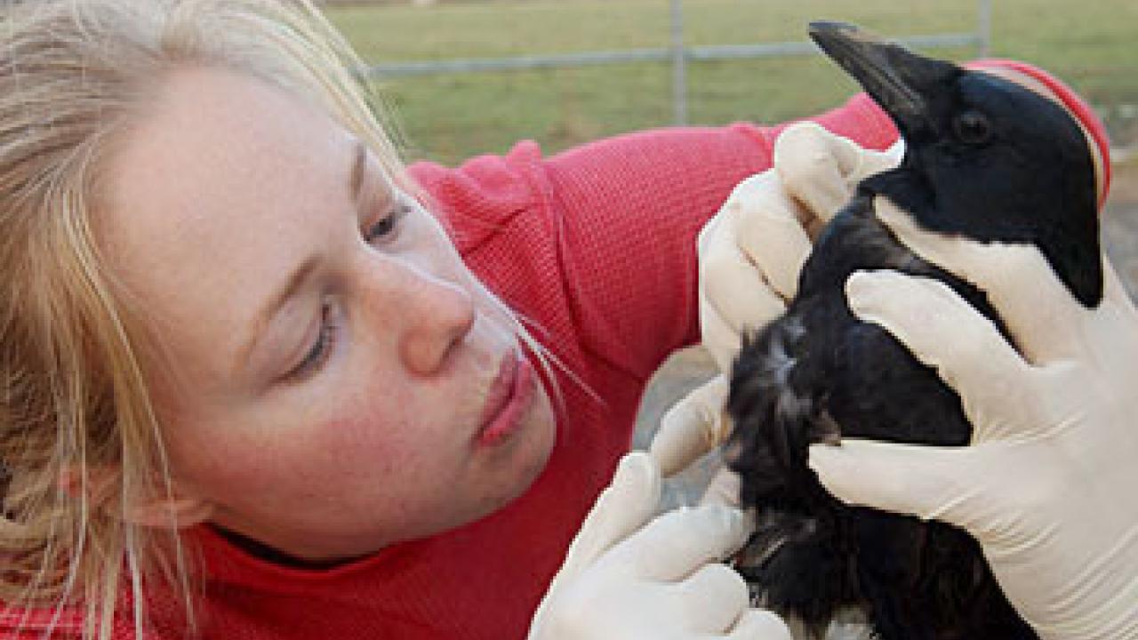 Photo: Woman blowing on feathers of dead crow