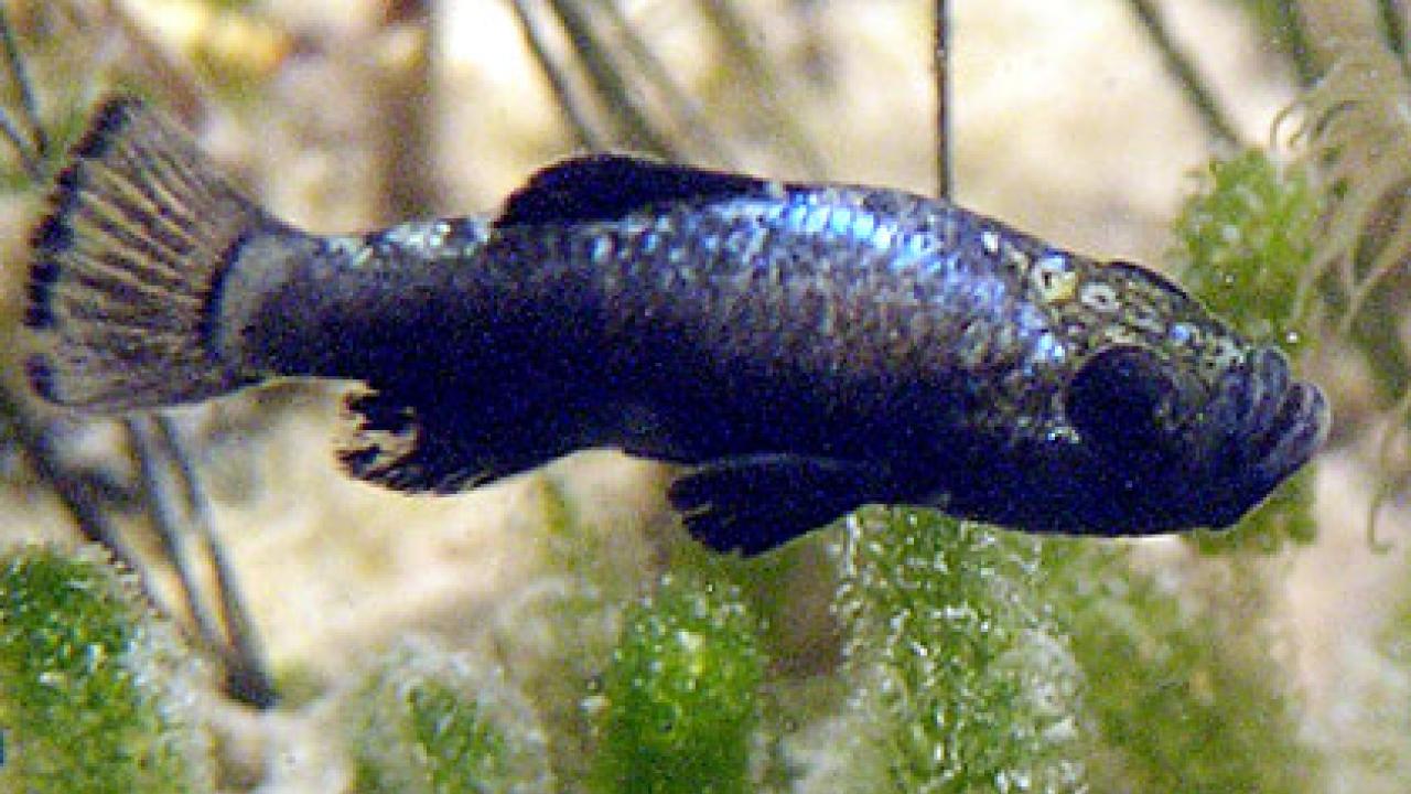 Photo: pupfish swimming