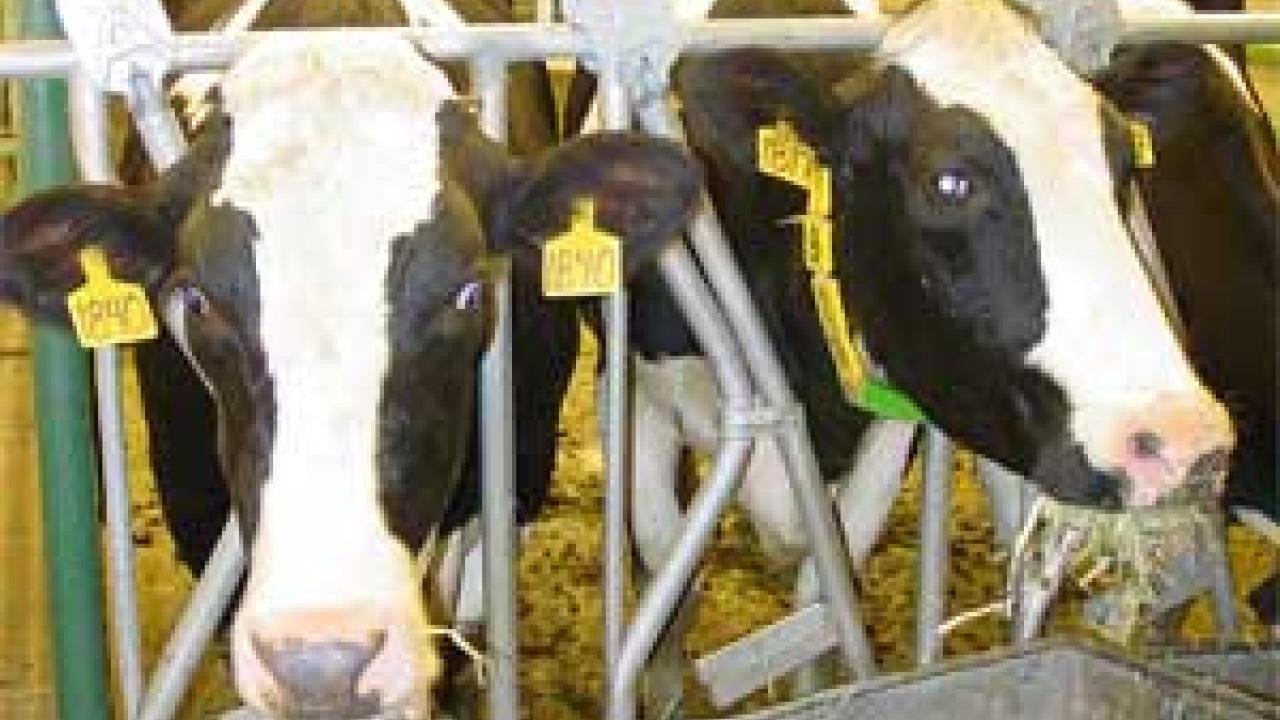 Photo: Cow staring straight ahead