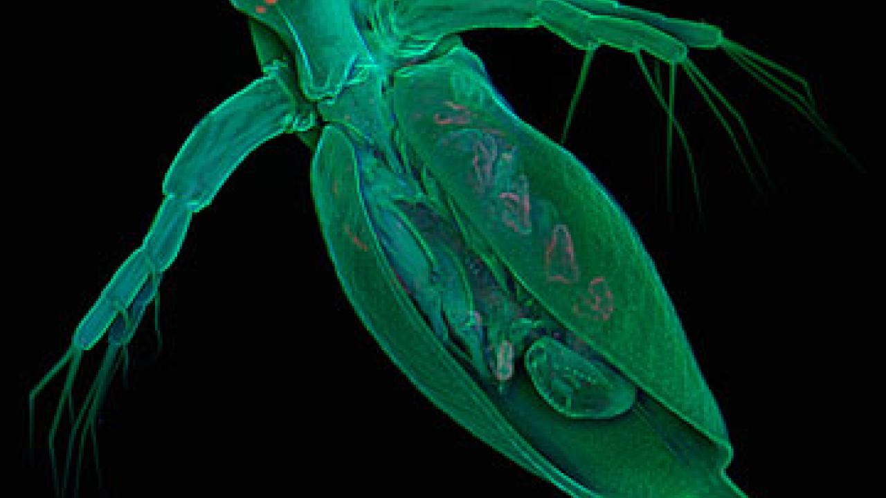 Photo: water flea greatly enlarged