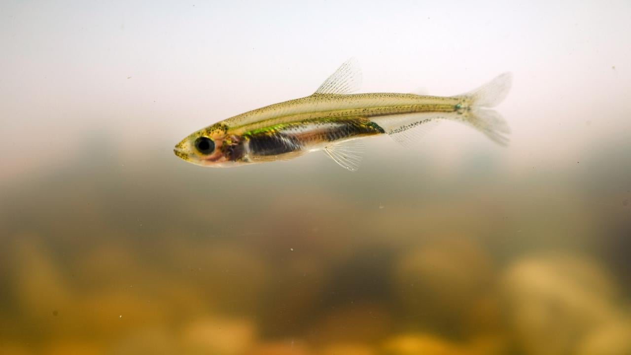 Delta smelt