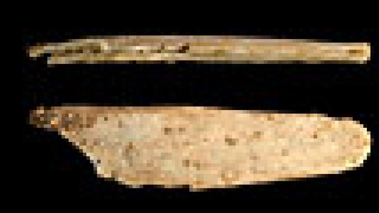 Photo: two views of a bone tool made by Neandertals