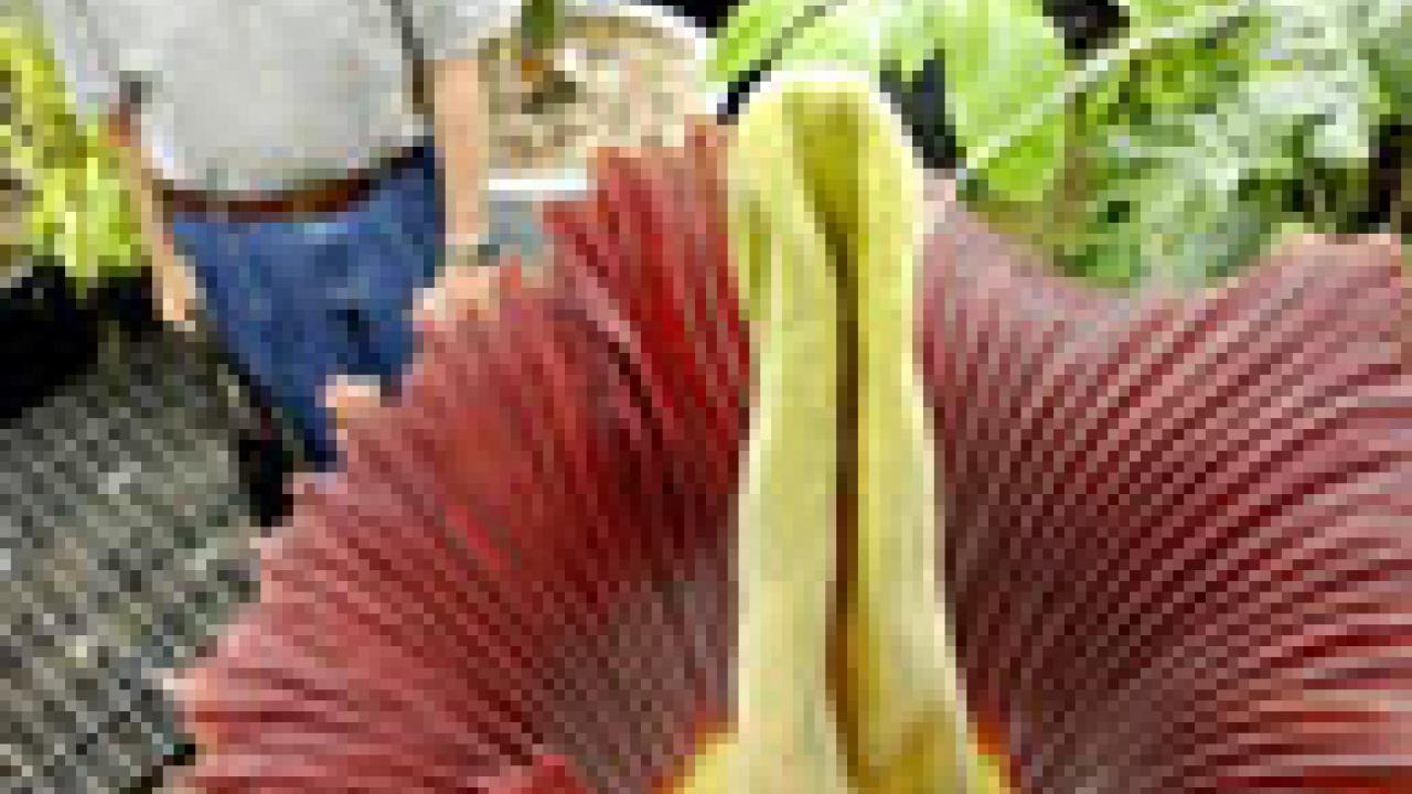 photo of visitors looking at Ted the Titan in bloom