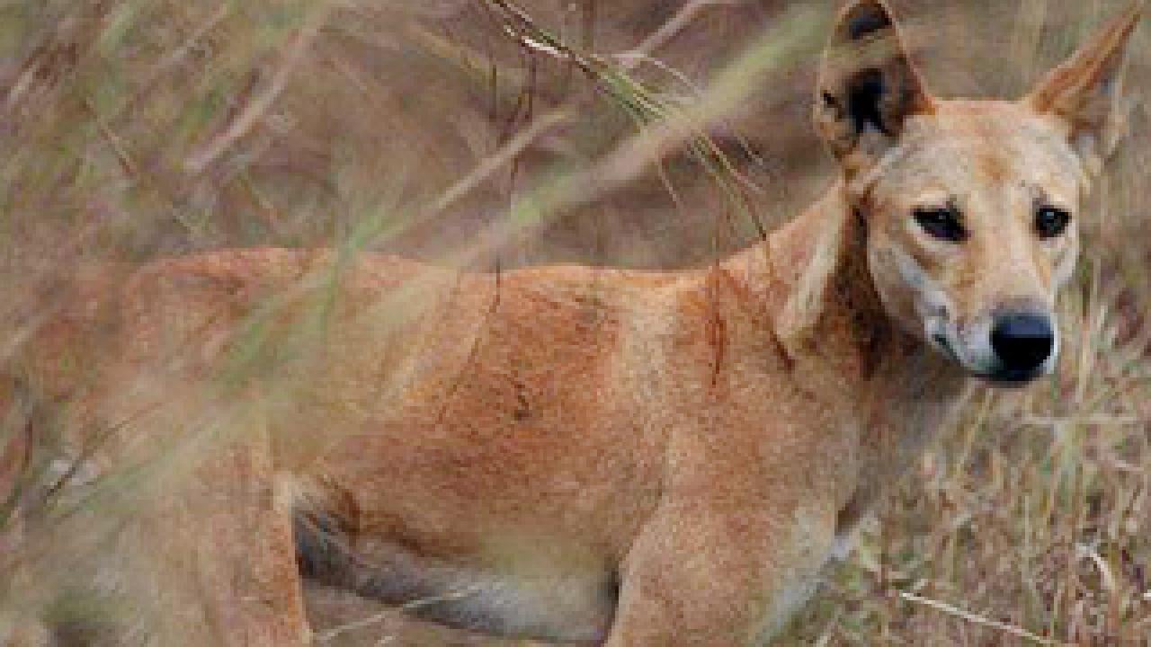 Dingo in the field