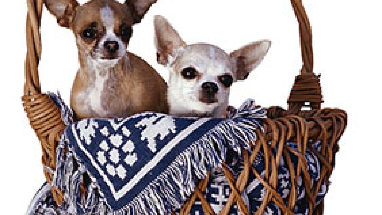 Photo:Two dogs in basket