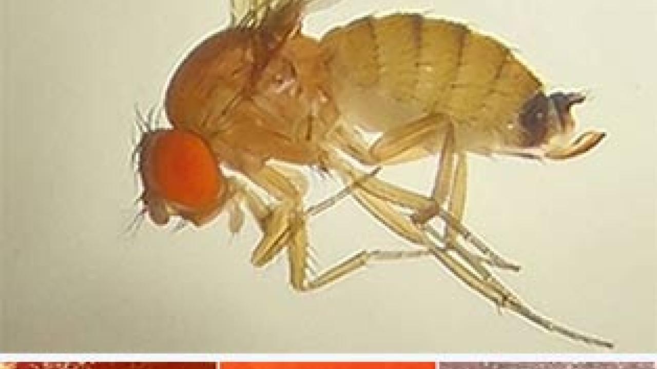 Four photos, with female fly on top and three below with close-ups of eggs and of fruit skins