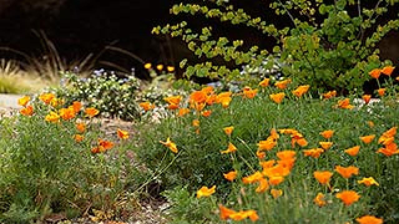 Garden with California poppies and a redbud bush