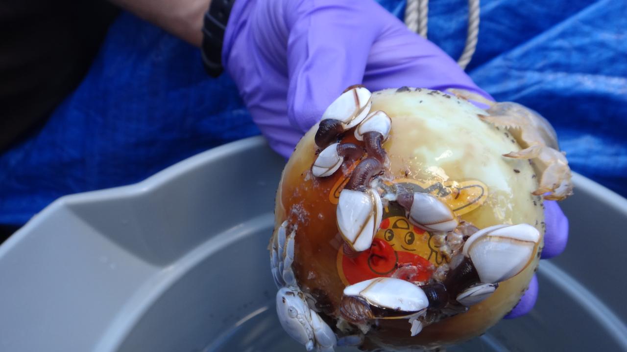 Crabs and barnacles on plastic trash