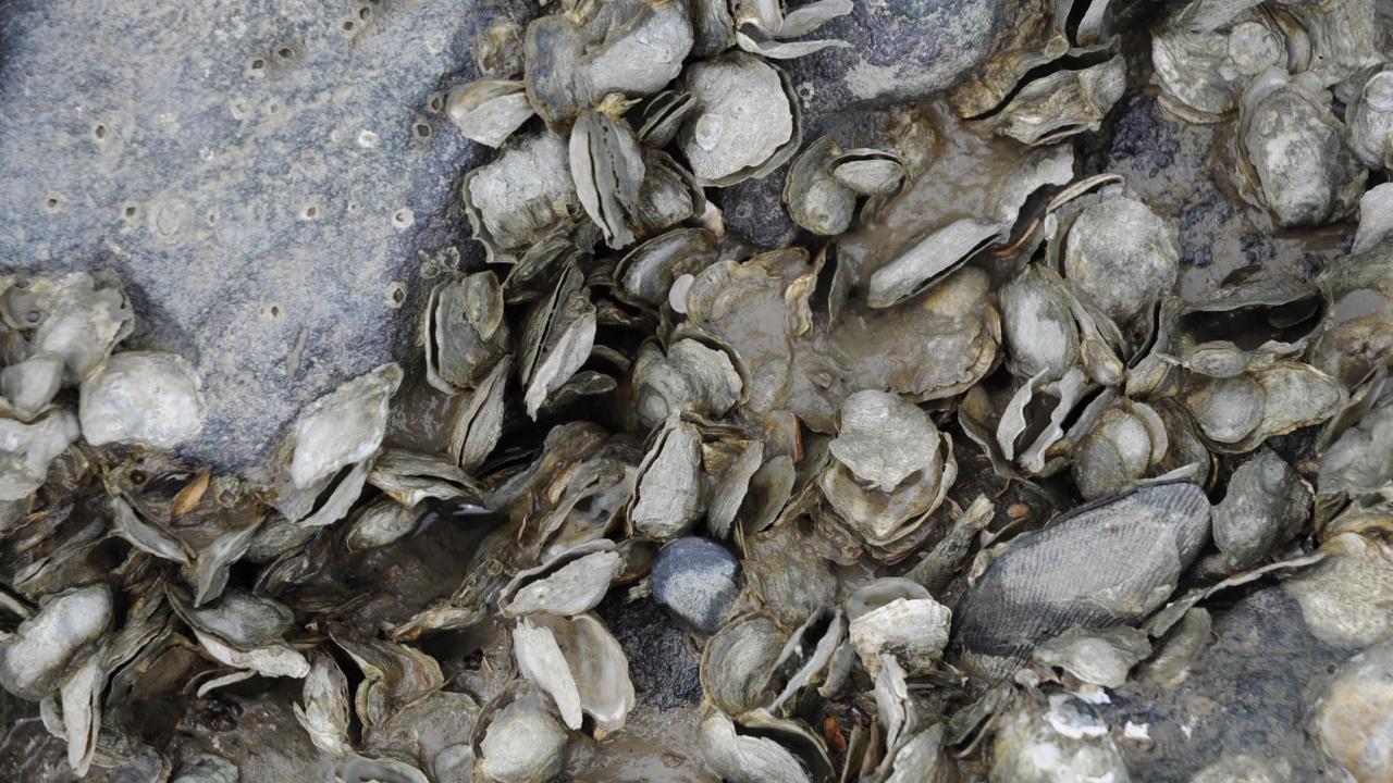 Wild oysters in San Francisco Bay