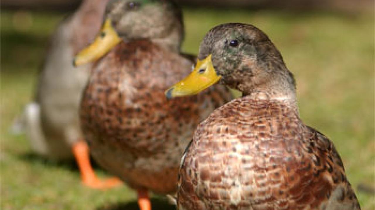 photo: three ducks on grass