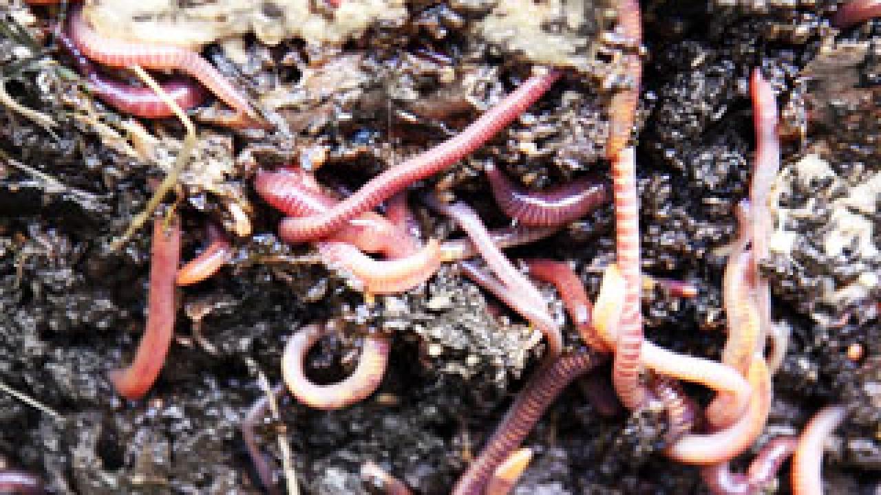 earthworms in mud