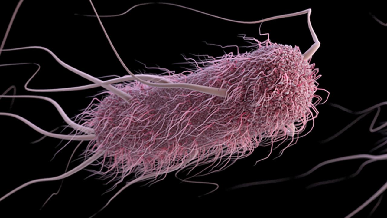 E. coli bacteria