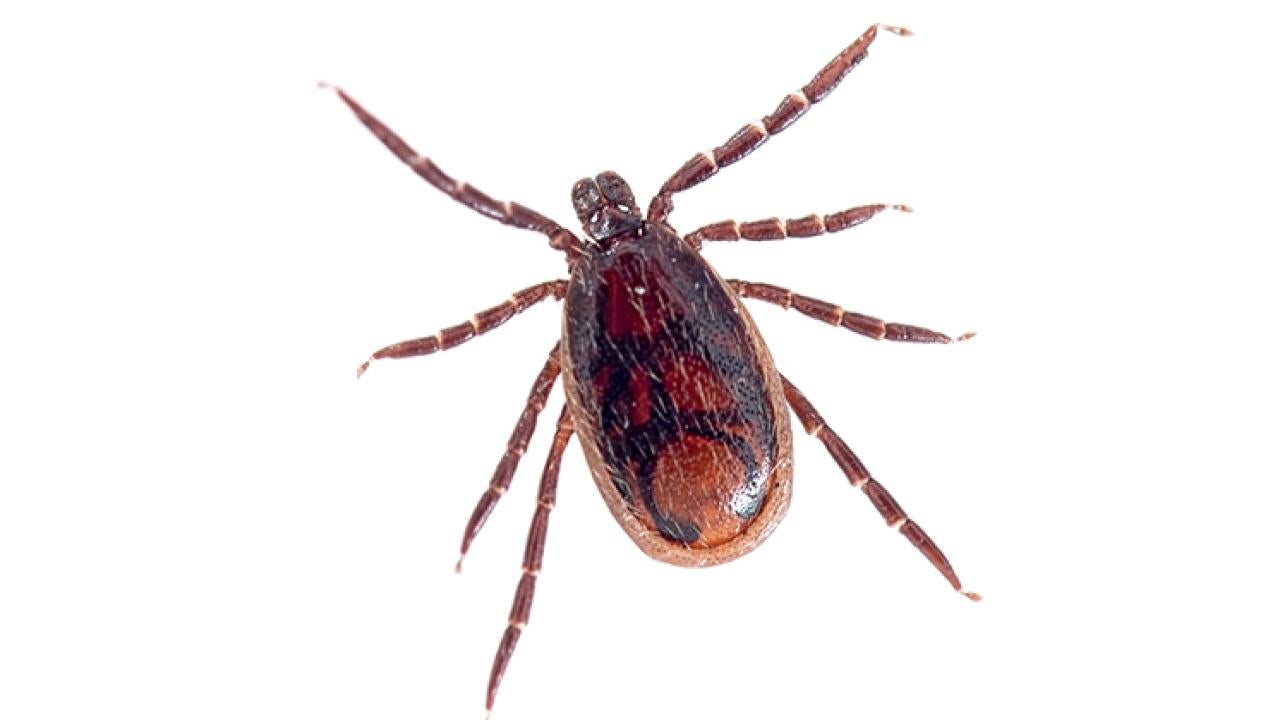 brown dog tick