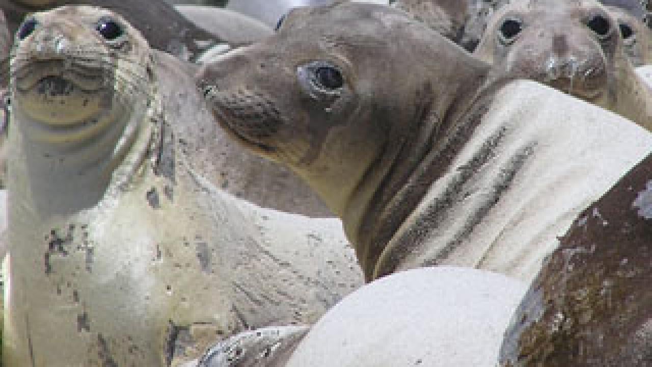 Three elephant seals looking at the camera