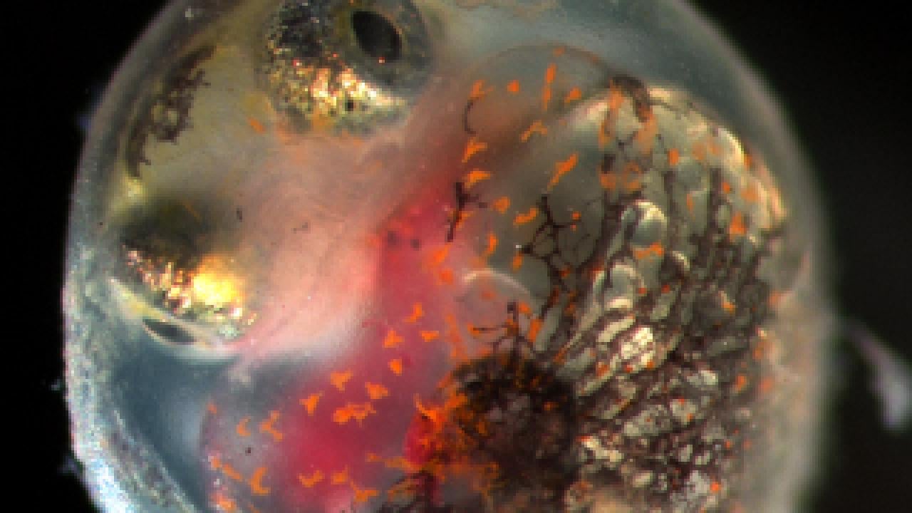 PHoto: embryo of a killfsh showing deformities