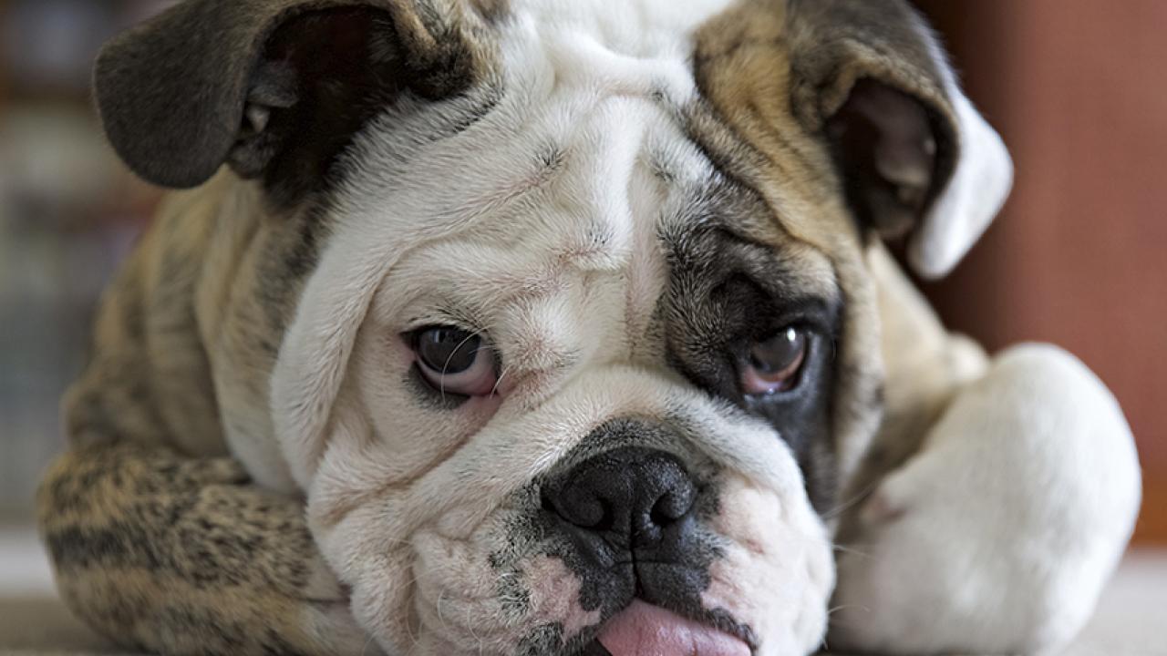 Brown and white English bulldog puppy lies facing camera