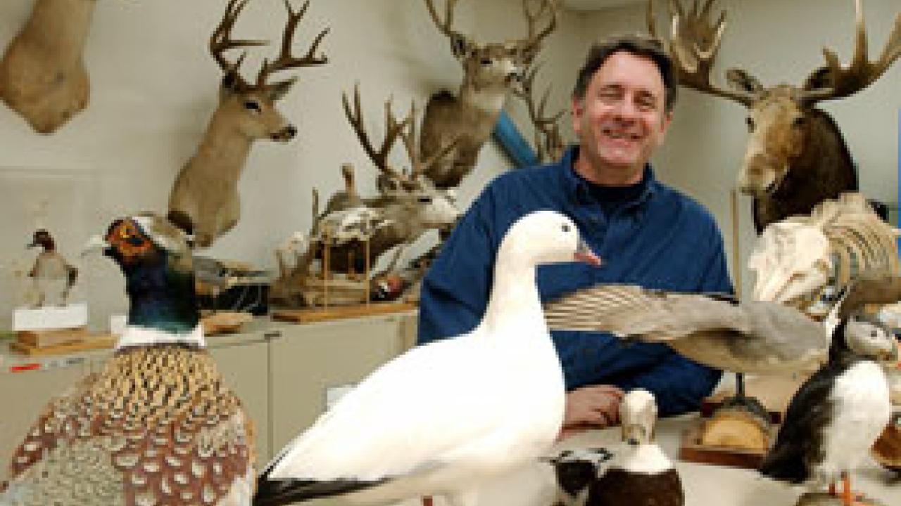 Andy Engilis shows off a few of the thousands of bird, fish and mammal specimens housed in the Museum of Wildlife and Fish Biology, located on the first floor of Academic Surge. Founded in 1972, the museum is used as a lab by students at UC Davi