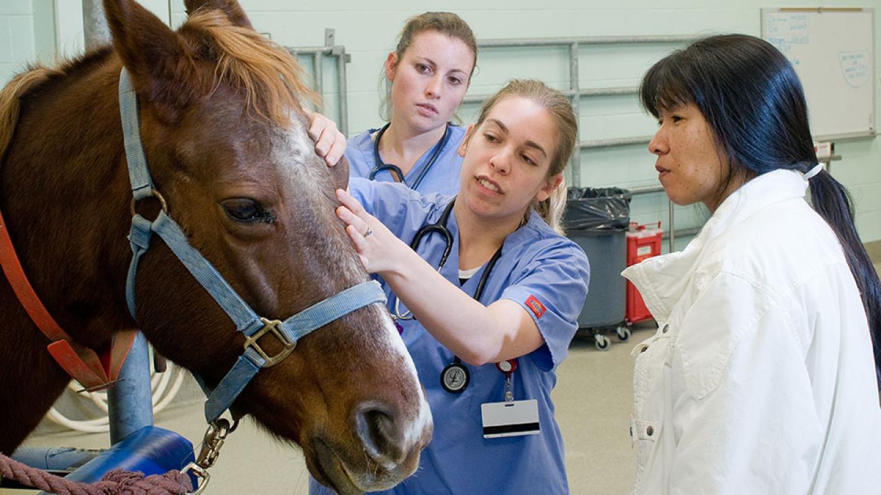 A horse is examined at the UC Davis School of Veterinary Medicine.