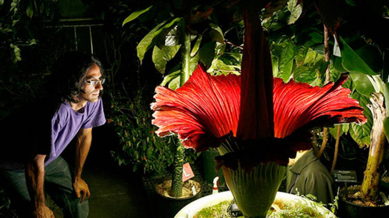 A man crouching in the dark, watching a big red flower.