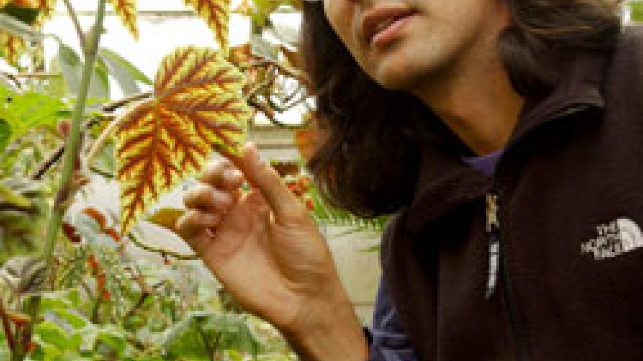 Staff research associate Ernesto Sandoval checks out one of the more than 3,000 plant species housed by the UC Davis Botanical Conservatory. Sandoval was a key player last summer when one of the conservatory&rsquo;s more odiferous plants, &ldquo;Ted the