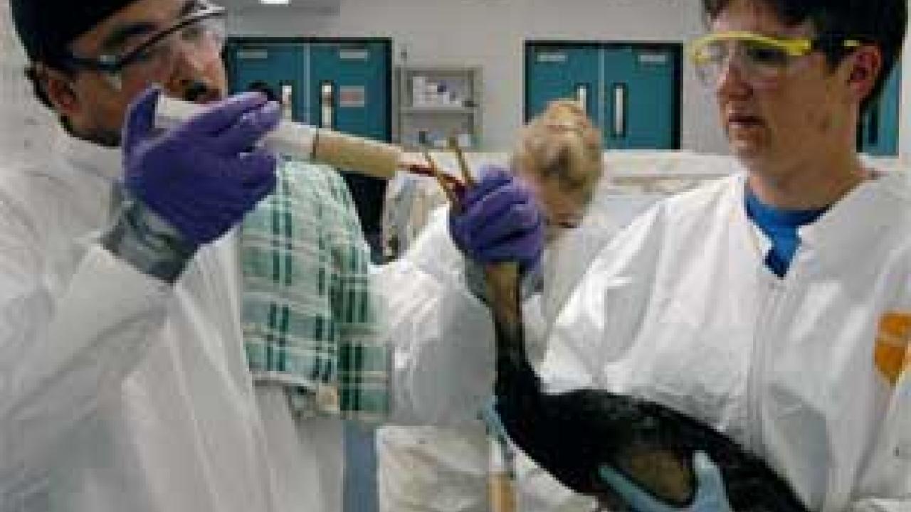 Photo: Man feeding bird with syringe while woman holds the animal