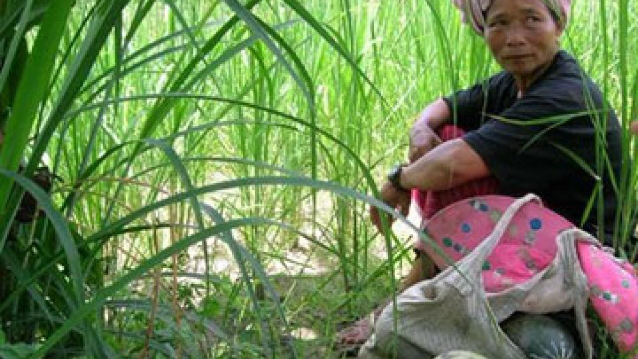 Mae Ong gathers melons in Thailand, in photo taken by Steve Fick, a graduate student in ecology.