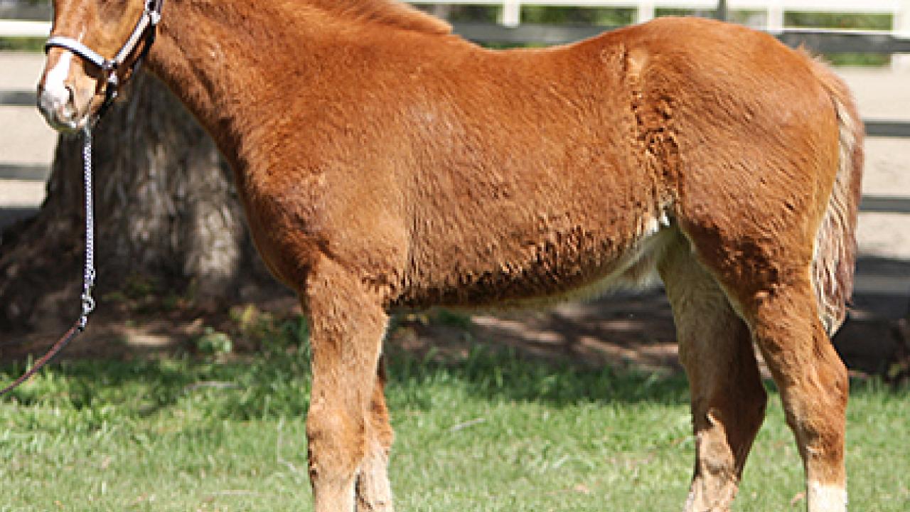 Photo: Six-month-old filly posing for a picture