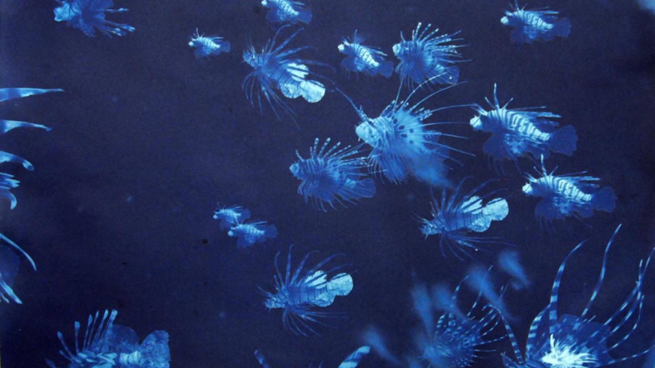 "Filty water" cyanotype