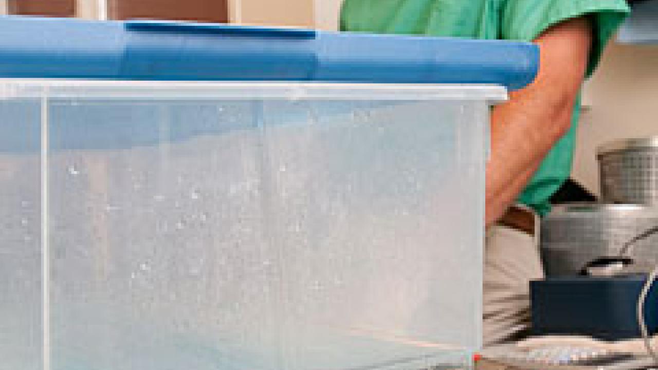 Photo: fish in container with man behind observing