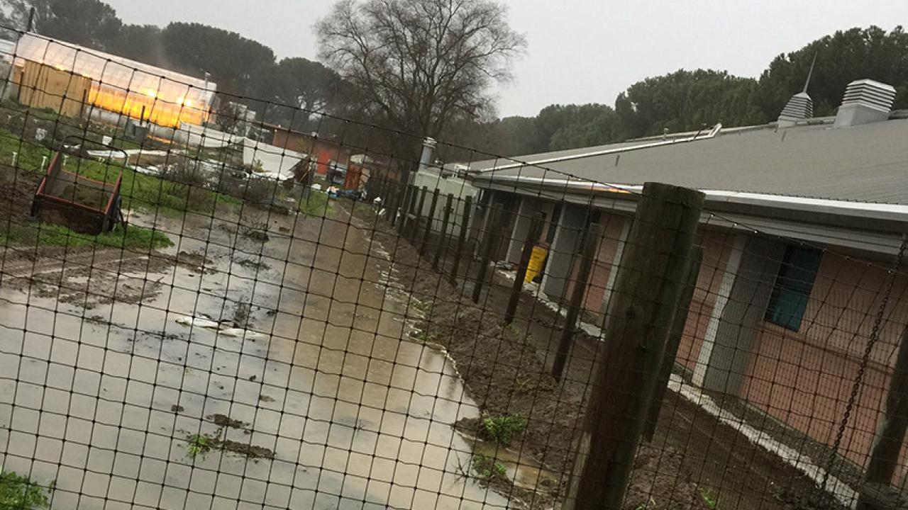 A trench full of water behind the Human Resources Administration Building.
