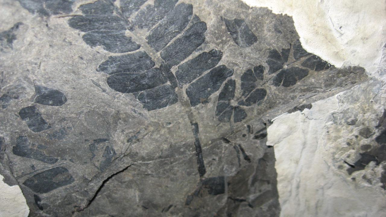 Fossilized seed fern