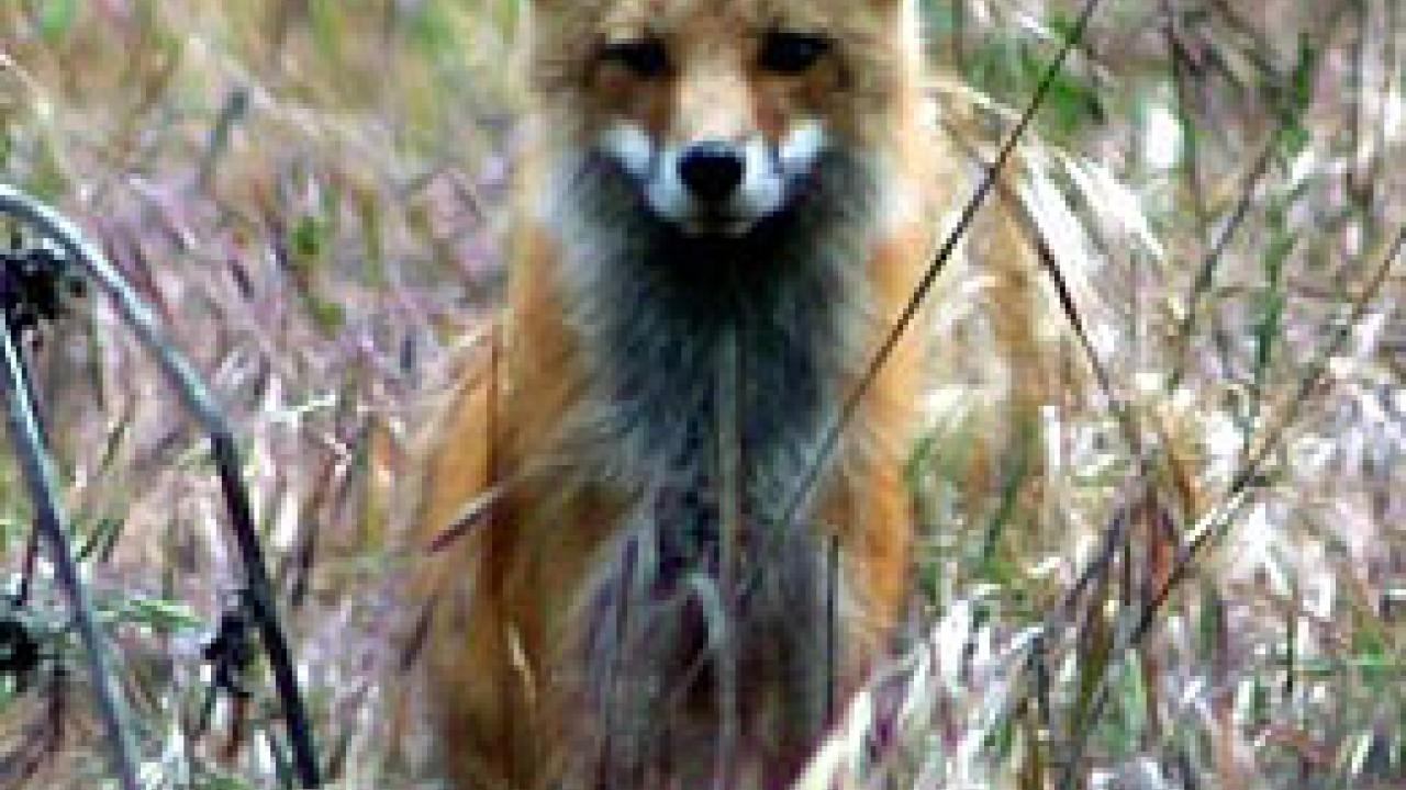 Photo: An adult red fox