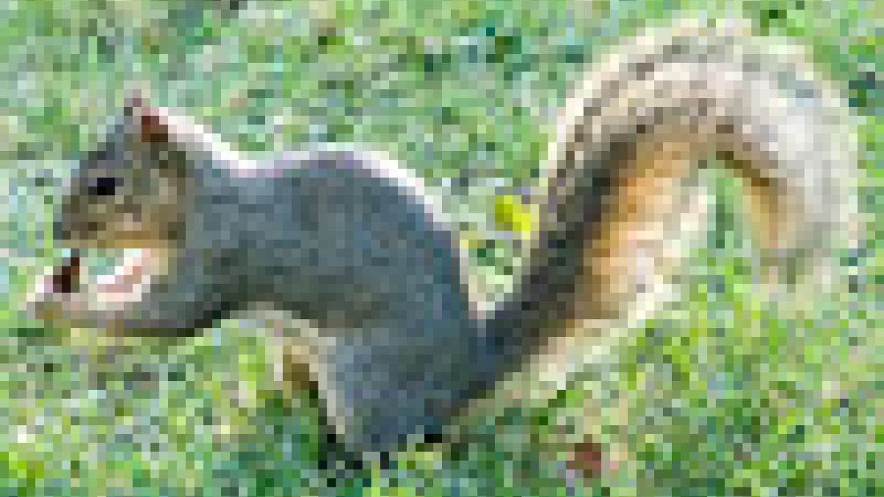 Photo: non-native tree squirrel