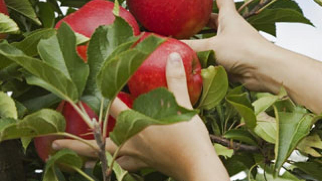 Photo: hands picking apples from trees