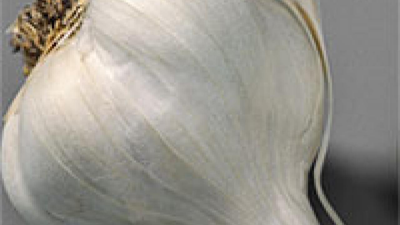 Photo: garlic bulb