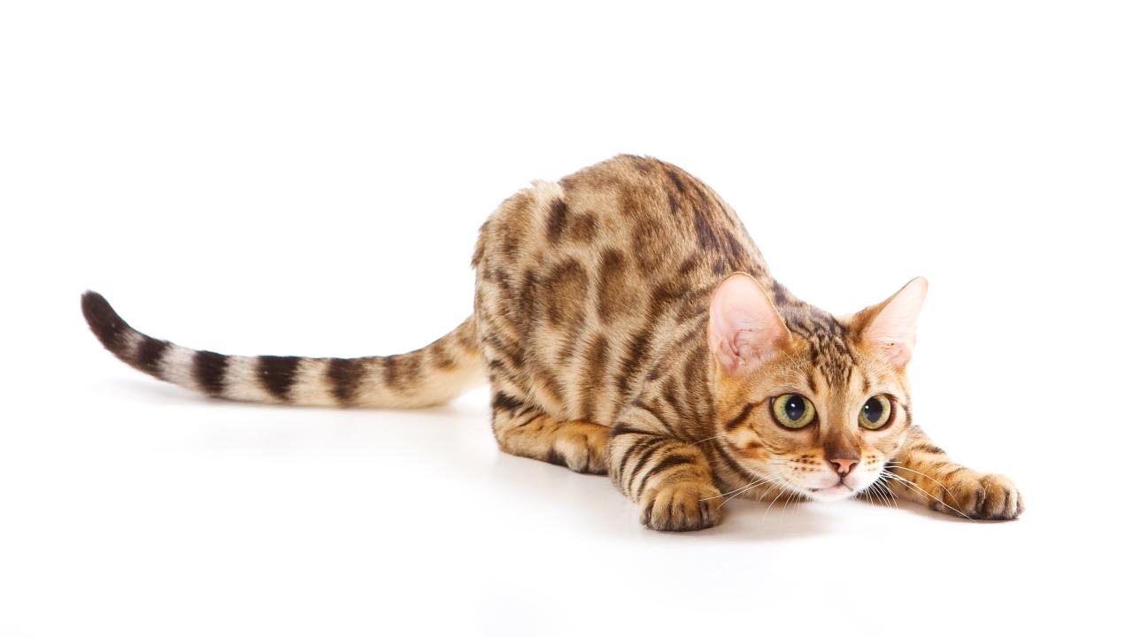 Bengal cat