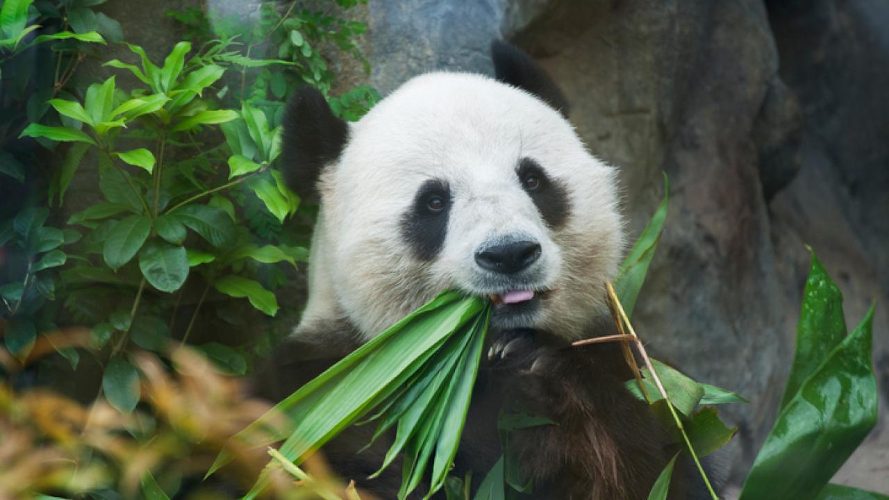 Giant Panda