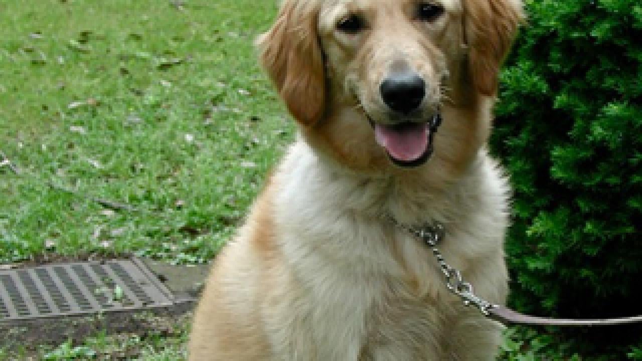 golden retriever dog