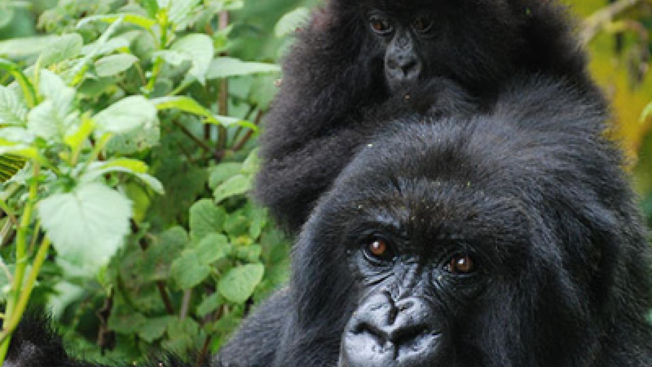 Photo: gorilla mother and child