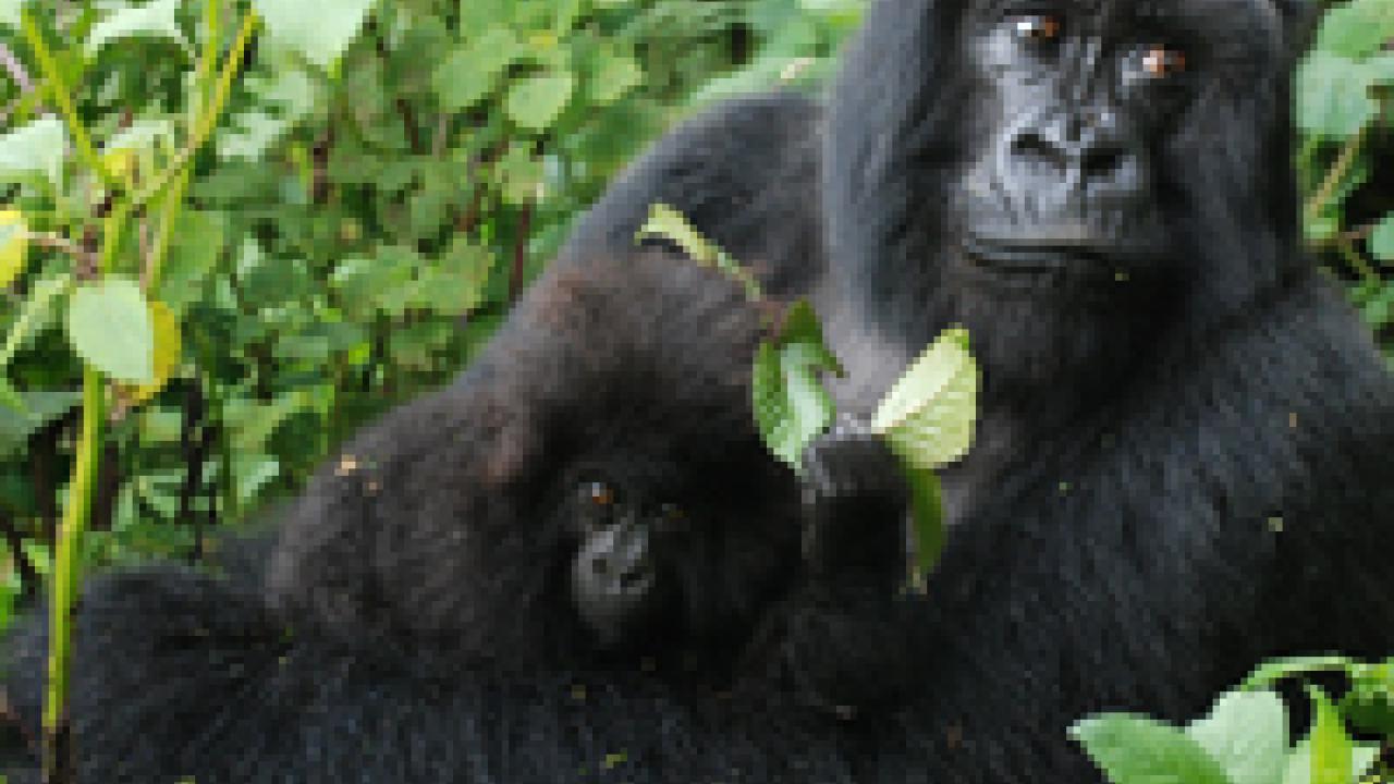 An adult mountain gorilla and baby.