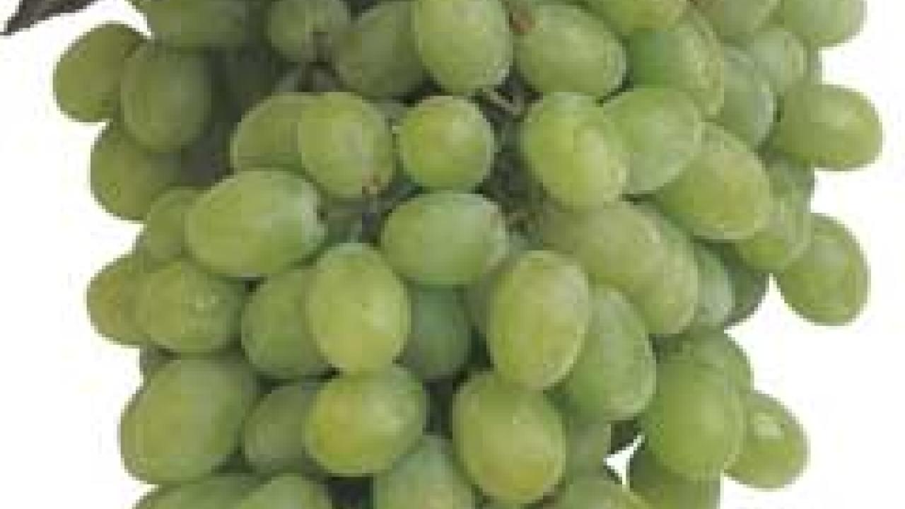 Photo: bunch of green grapes