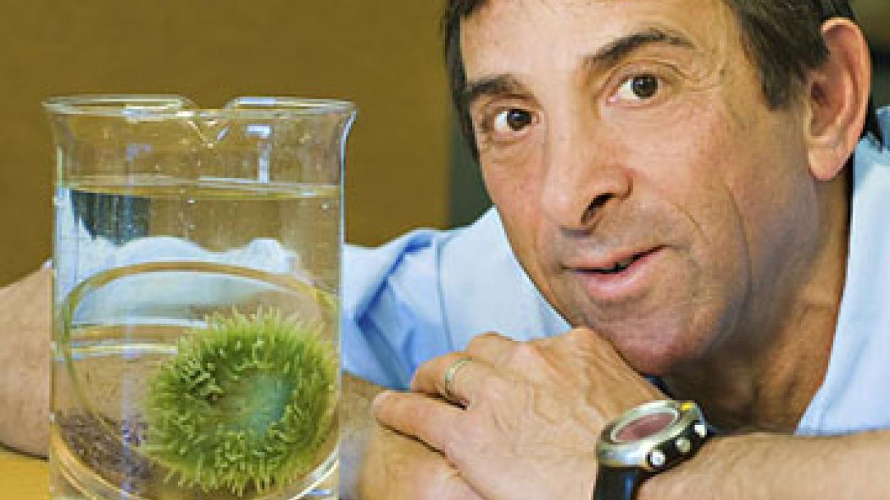 Photo: Rick Grosberg with sea anenome in jar