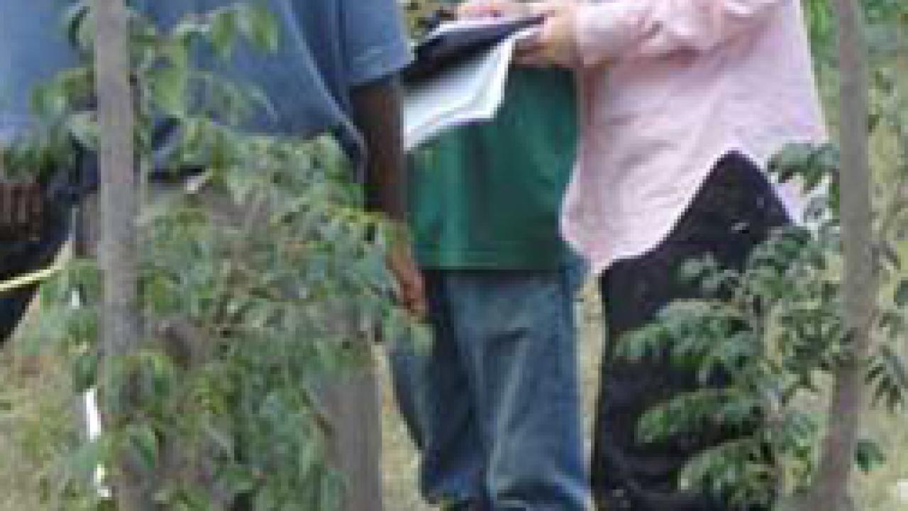 Starry Sprenkle and colleagues measure positions and heights of 2&Acirc;&frac12;-year-old trees on a steep slope.