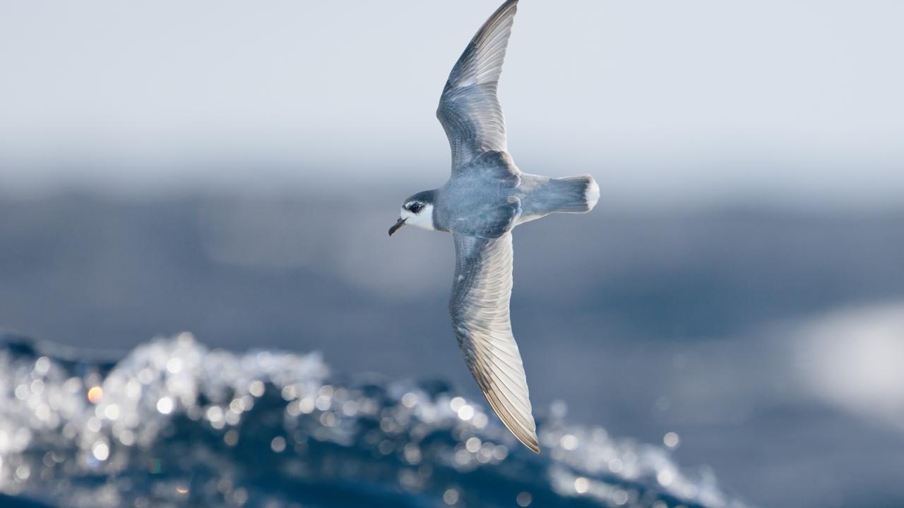 Blue petrel bird flys over ocean
