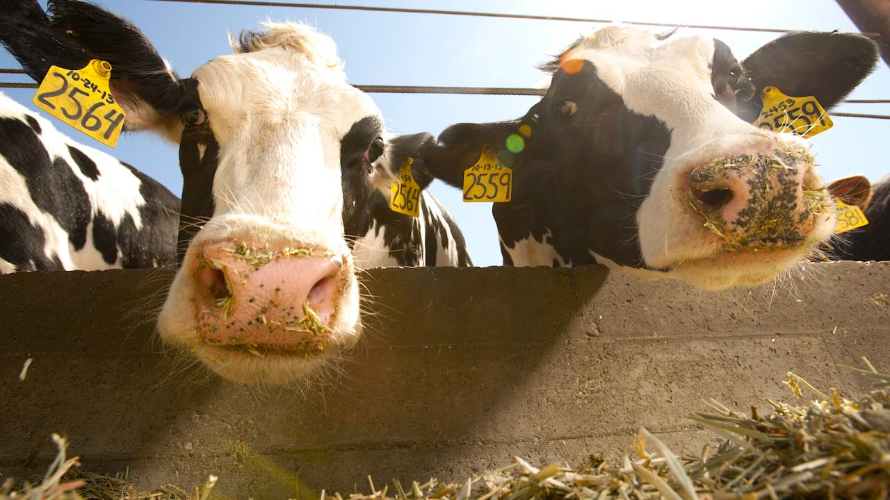 Cattle at UC Davis Dairy Facility.