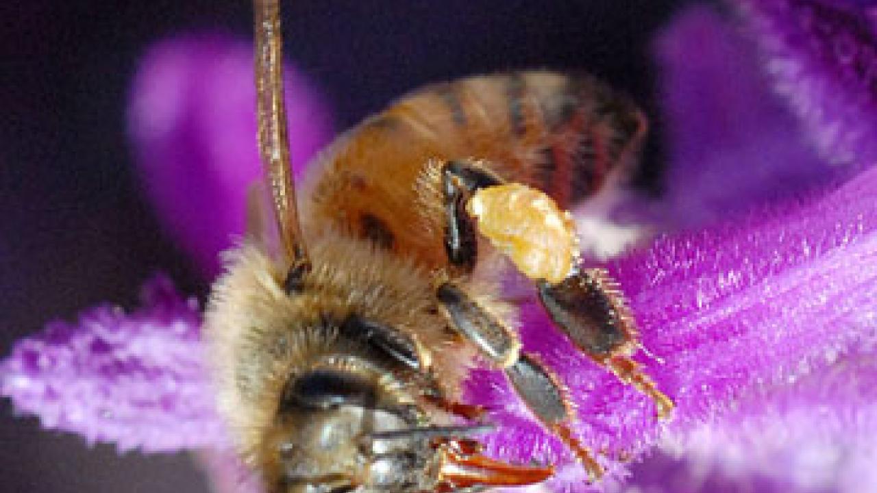 Photo: closeup of honeybee on purple flower
