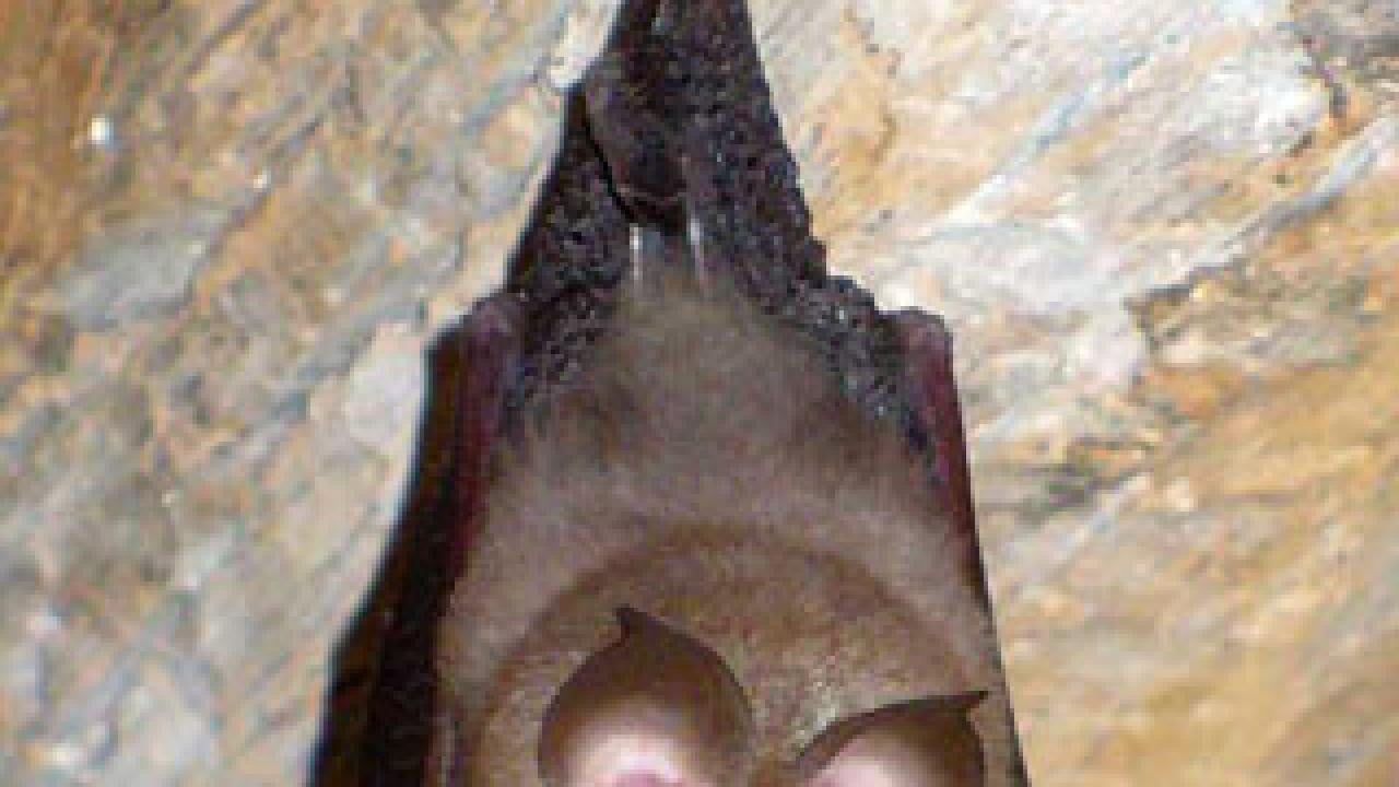Bat hanging upside down