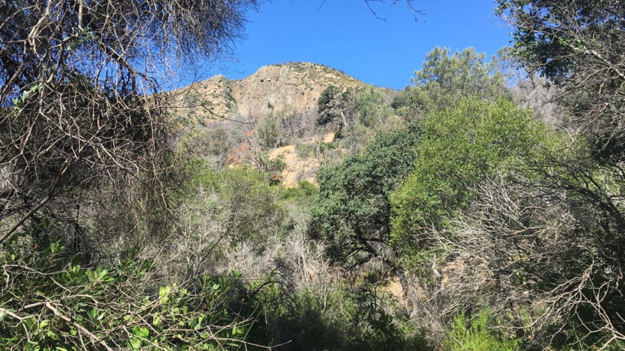 Stebbins Cold Canyon, brush, with mountain peak in background